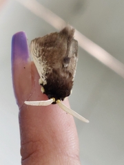 Podalia mallas
