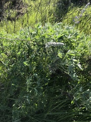 Lupinus longifolius