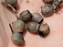 Corymbia bella