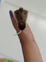 Podalia mallas
