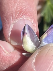 Lupinus longifolius
