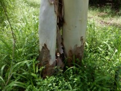 Corymbia bella