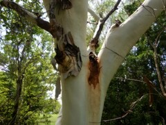 Corymbia bella