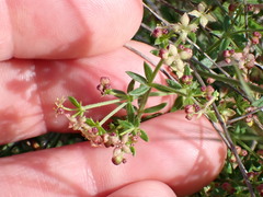 Galium nuttallii