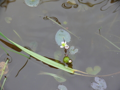 Caltha natans
