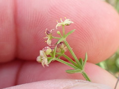 Galium nuttallii