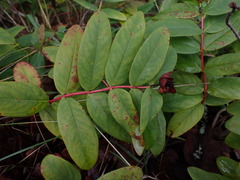 Hypericum calycinum