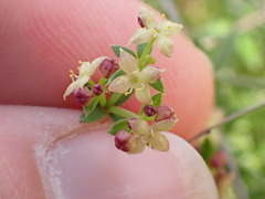 Galium nuttallii