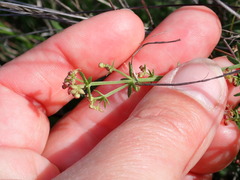 Galium nuttallii