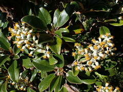 Brachyglottis elaeagnifolia