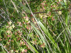 Galium nuttallii