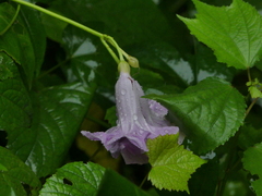 Ipomoea mauritiana