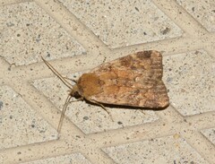 Cryptocala acadiensis