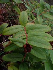 Hypericum calycinum