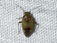 Dagbertus