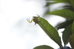 Epicadus heterogaster