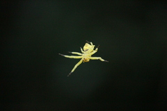 Epicadus heterogaster