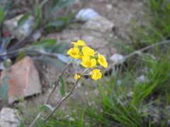 Physaria