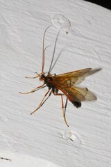 Opheltes glaucopterus barberi