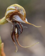 Pterostylis excelsa