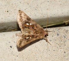 Autographa bimaculata