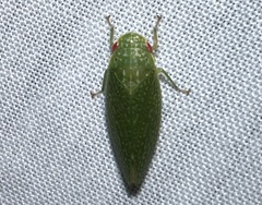Rugosana querci