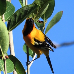 Icterus auratus