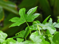Ipomoea mauritiana