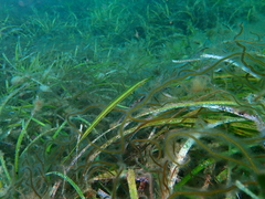 Siphonognathus argyrophanes