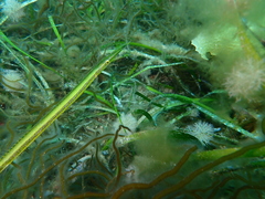 Siphonognathus argyrophanes