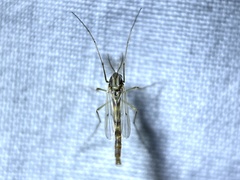 Chironomus