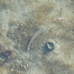 Platycephalus indicus