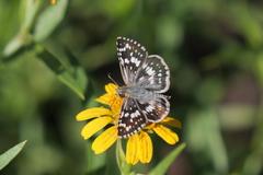 Burnsius orcynoides