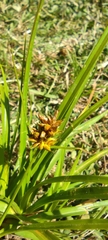 Carex bracteosa