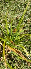 Carex bracteosa