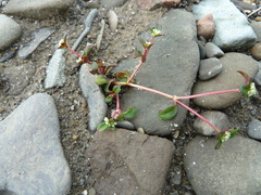 Polygonum humifusum caurianum