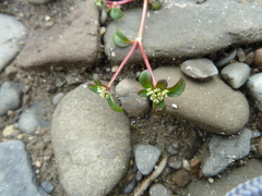Polygonum humifusum caurianum