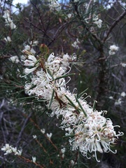 Hakea teretifolia