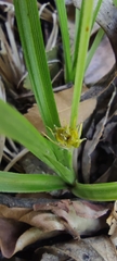 Carex phalaroides