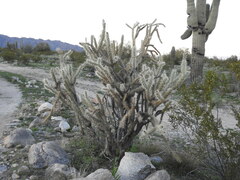 Cylindropuntia acanthocarpa acanthocarpa