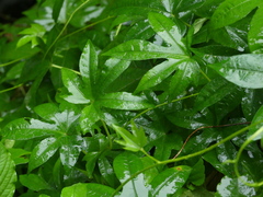 Ipomoea mauritiana