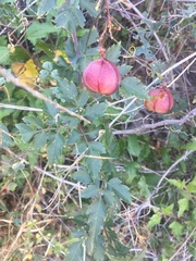 Cardiospermum corindum