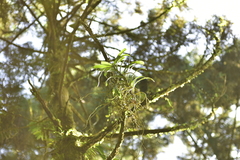 Cleisostoma paniculatum