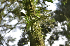 Cleisostoma paniculatum