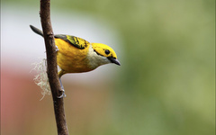 Tangara icterocephala