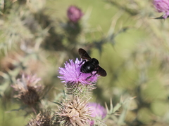 Bombus pauloensis