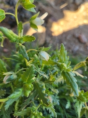 Emmenanthe penduliflora