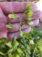 Emmenanthe penduliflora