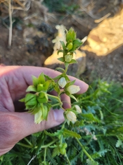 Emmenanthe penduliflora