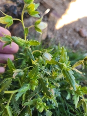 Emmenanthe penduliflora